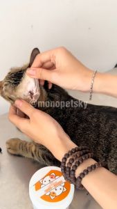 Khăn vệ sinh lau vết ố mắt và tai cho chó mèo 130 miếng