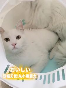 INLIFE Cat Litter Box: A Splash-Proof & Deodorant Solution