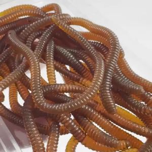 Mồi Câu Cá Mềm Kingdom Soft Worm Mồi Giả Chậm Chìm Mô Hình Giun Biển & Côn Trùng Mô Phỏng Dùng Cho Câu Cá Biển Sông Hồ Bãi Biển