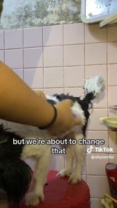 Pet Goodness Neem Soap 135g for Pets - Treats Skin & Fur Issues Eliminates Odors Bacteria Viruses & Fungi Anti-inflammatory Repels Fleas Ticks Natural Plant-Based Formula