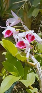 Cây giống hoa lan bệt lâm đồng NBY