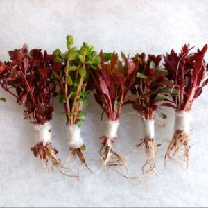 Paket stemplant tanaman akuarium