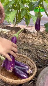 Hạt giống Cà Tím RADO 205 05g(Khoảng 100 hạt) Quả dài Sinh trưởng khỏe | Hạt giống Rạng Đông