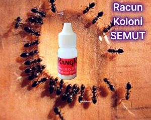 Racun Semut ampuhhh tak datang lagi!!