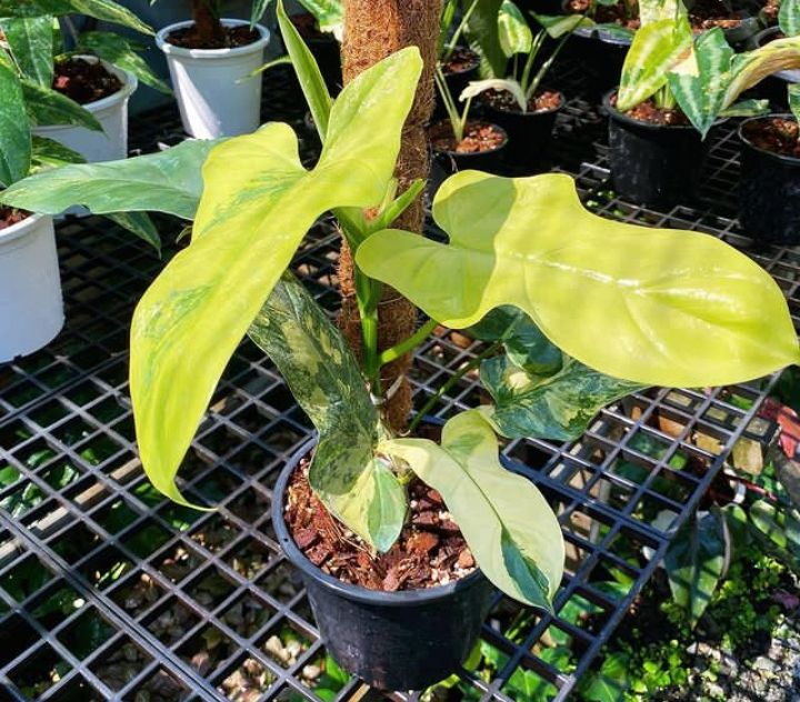 tanaman hias philodendron violin Golden  bipenifolium/ violin yellow / vilolin varigata / tanaman bunga cantik / tanaman indoor dan outdoor