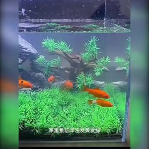Aquarium algae remover nitrifying bacteria aquarium魚缸 长效增氧片清潔劑 鱼缸打氧高级净水片鱼缸水族箱净化水浑浊绿水脏除腥臭味过滤免换水净水王除藻剂消化细菌