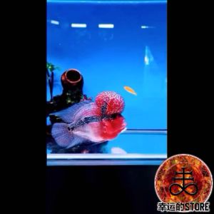 Serbuk Jenong Louhan Formula Thailand Boom Head Bigger Head Shining