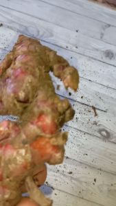 Jahe Merah Segar 1kg: Manfaat dan Cara Menggunakan