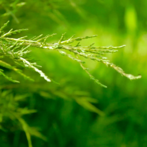 Peperomia - Green [REAL PLANT] #supportlocal - **All Plants sold are based on pot size**