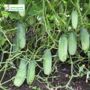 Benih Timun Lalap Hibrida BETTY F1 20 gram Cap Naka Seed