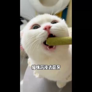 Freeze Dried Chicken Cat Grass Teething Sticks 冻干鸡肉猫草磨牙棒 Hairball Solution Healthy Cat Food Teeth Cleaning 化毛 助排毛球 磨牙洁齿