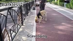 BARKLESS Dog Muzzle Basket Muzzle for Small Medium Large Dogs Soft Cage Muzzle for Biting Chewing Allow Drinking Panting Muzzle for German Shepherd Pitbull Rottweiler (1 (Snout 6-7½") Green)