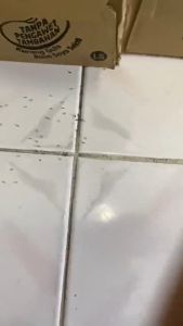 MAYIJING Insect Killer Ant Cockroach 1Box 30pkt UBAT SEMUT 蚂蚁净 Powder Ant Cockroach Killing Bait Powder Insect Killer Powder