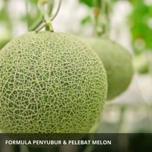 Pupuk Cair untuk Melon: Cara Menggunakan & Meningkatkan Hasil Panen