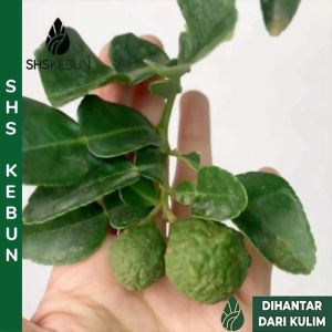 Pokok Limau Purut Pokok Herba Kaffir Lime Plant Citrus hystrix Live Plant Tumbuhan Hidup SHS Kebun