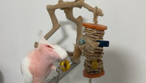 WeCare Freeze dried flowers small/large for parrot bird and small anima pet