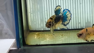 Yellow Fancy/AOC/KOI Plakat 黄色底色将军 Betta Fish/Ikan Laga/斗鱼/打架鱼 (Male/Jantan/公鱼) Size M