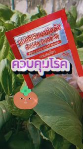 แบคทีเรียบาซิลลัส เบอร์ 1 ควบคุมโรคเหี่ยวที่เกิดจากแบคทีเรีย