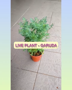 Garuda Plant Hardy Garden Herb with Drainage Pot | Pokok Garuda Lasak Bersama Pasu Saliran | 芸香耐旱盆栽附排水孔