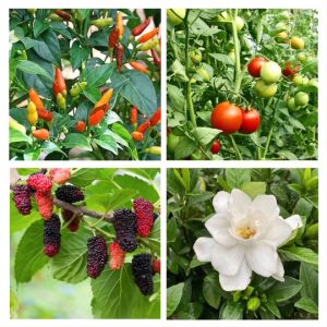 INSAY ORGANIC ปุ๋ยน้ำฮอร์โมนไข่  เปิดตาดอก บำรุงผล บำรุงพืช