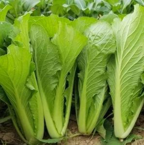 Hạt giống cải bẹ mỡ Đài Loan VN 88 chịu nhiệt không cay - 20gr