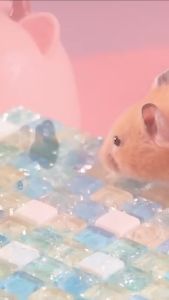 คลินิก แผ่นระบายความร้อน หนูแฮมสเตอร์เย็นลงฤดูร้อนสัตว์เลี้ยงลดอุณหภูมิ ราคาเสริมสวย ราคาถูก