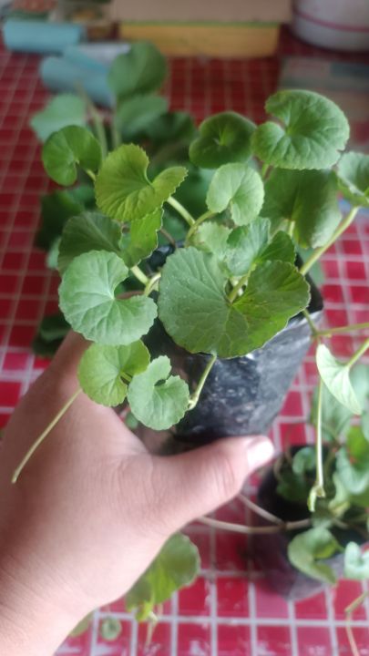☘️3 ถุง 60 บาท ต้นกล้าใบบัวบก หรือ ผักหนอก พร้อมปลูก☘️ | Lazada.co.th