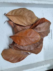 ใบขนุนแห้ง ใช้เลี้ยงIsopod แพ็คละ 50ใบ แถม 10ใบ