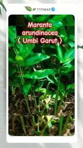 Bibit Umbi Garut Super! Bonus Umbi & Pupuk Kompos (Stok Terbatas jika ada) Harga Per Bibit