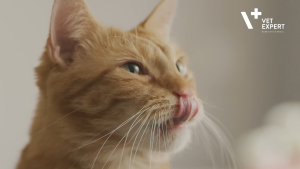 Vet Expert Hepatiale Forte: Liver Support for Dogs & Cats