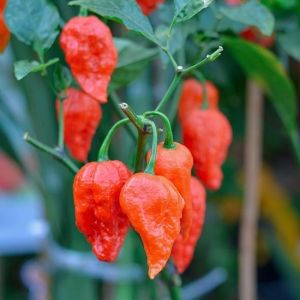 5 BIJI BENIH CABE SUPER PEDAS RED BHUT JOLOKIA