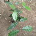 bibit melinjo Tangkil I tanaman pohon melinjo siap di tanam.. 
