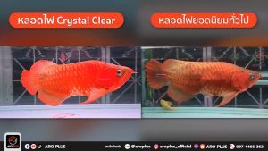 หลอดไฟ LED Crystal Clear 2in1 แบบ 6 แถว สีแดง