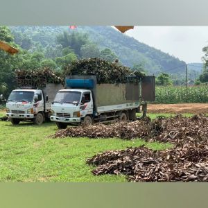 Tinh dầu quế Befine nguyên chất an toàn kèm bản kiểm nghiêm GCMS