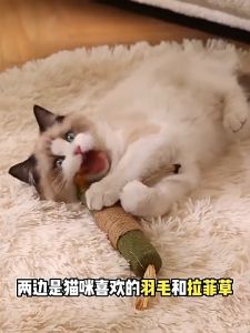 Catnip Chewing Sticks Large Natural Interactive Cat Toys Teeth Cleaning Catmint Blend Stick Teeth Care Cat Treat Catnip Toys