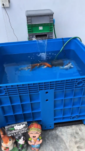 LWN Life ลังพาเลทพลาสติก [100x120x79 cm] 615ลิตร ใส่น้ำได้ รุ่น KK-888B สีน้ำเงิน ลังทึบขนาดใหญ่