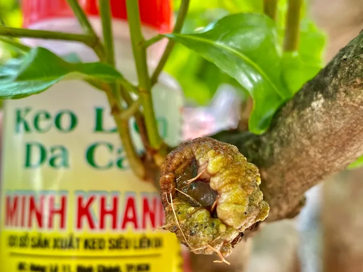 Keo%20Li%E1%BB%81n%20S%E1%BA%B9o%20Da%20C%C3%A2y%20Minh%20Khang%20-%20Image%205