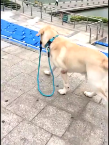 Dog Leash and Collar Heavy Duty Dog Harness and Leash Dog Leash Padded Handle and Highly Reflective