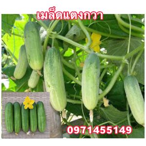 เมล็ดแตงกวา โปรซื้อ 3 แถม 1