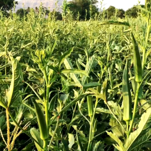 เมล็ดพันธุ์ กระเจี๊ยบเขียวโอกรีน (ซองรีเทลและซองม่วง)