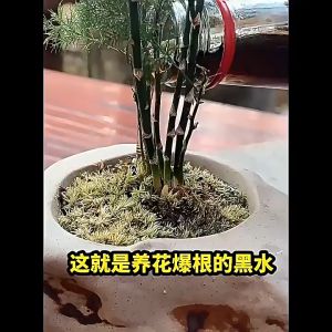 Soil Activation Treasure Mine Source Potassium Fulvic Acid Pine Essence Water 100ml 土壤活化宝剂通用型黑水肥料多功能植物绿植花卉松土精通用水溶肥