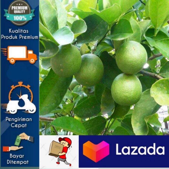 Bibit Tanaman Jeruk Nipis Asli Hasil Okulasi Lazada Indonesia