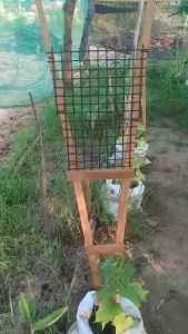 [DIY] ไม้ค้ำต้นไม้ เสาไม้เลื้อย กระกางต้นไม้ เสามะเขือเทศ โครงปลูกผัก ค้างไม้เลื้อย ซุ้มไม้เลื้อย ไม้ค้ำยันต้นไม้ ค้างต้นไม้ ค้างผัก