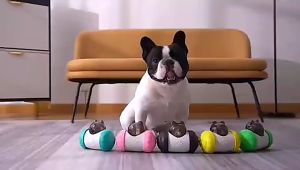 Dog Feeder Toy Pets Slow Leaky Food Ball Cat Food Dispensing Balance Swing Car Tumbler Feeder for Pets Interactive