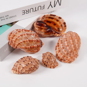 Natural Large Size Yamato Shell Home Decoration Scenic Aquatic Landscape Fishbowl Shell Creative Decorative Coral Shell