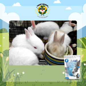 Treat_World อาหารสำหรับกระต่ายโต BUNNY CARE 1 กิโลกรัม  / แบรนด์ Randolph { แพ็คเกจใหม่ }