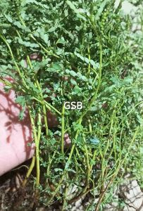 Daun Meniran Putih Segar 250 gram