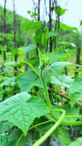 hat giống Cải xanh số 6 50gr