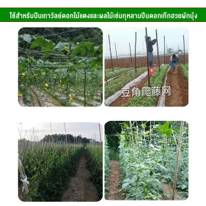 อวนปลูกผัก Plant Support | ตาข่ายปลูกพืชผัก โครงไม้เลื้อย ค้างปลูกผัก | Veevio
