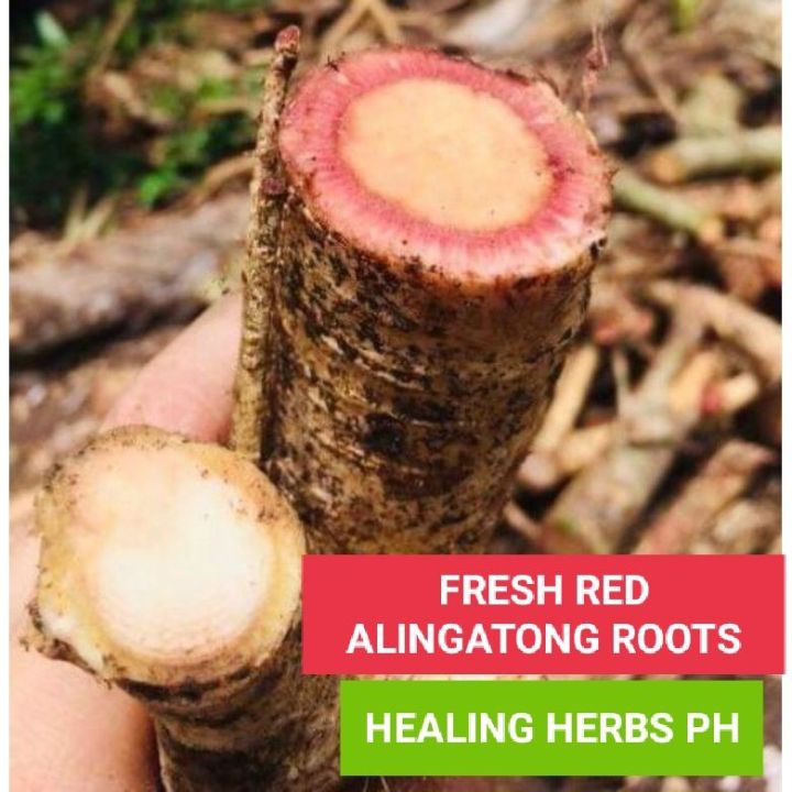 100% pure and Fresh ALINGATONG ROOTS RED VARIETY Pack 1KG | Lazada PH